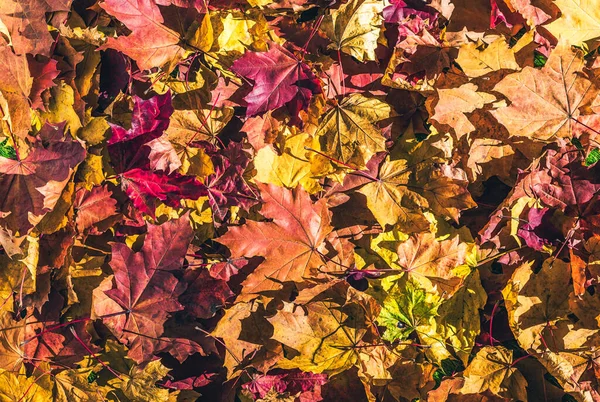 Javorové Listy Podzimním Lese Ráno Úsvitu Pozadí Horní Pohled Indické — Stock fotografie