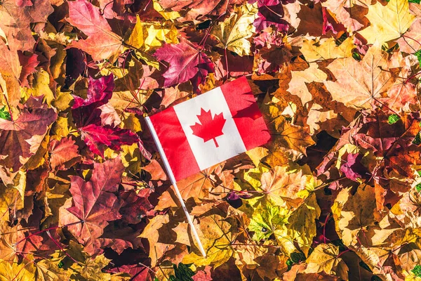 Canadian flag lying on the maple leaves in the autumn forest at the morning at dawn.  Concept. Top view. Indian summer.