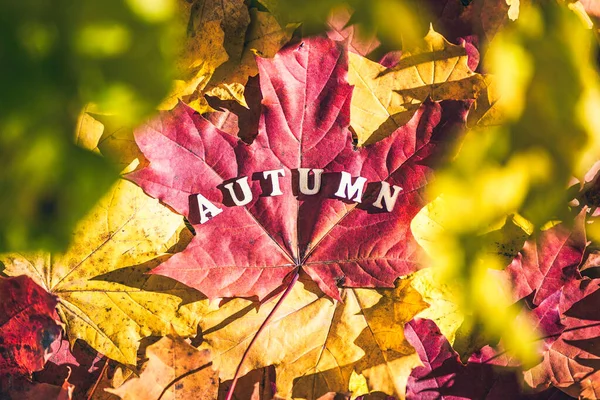 Das Wort Herbst Aus Holzbuchstaben Ist Auf Einem Großen Ahornblatt — Stockfoto