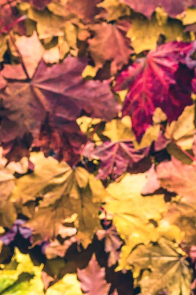 Maple Leaves Autumn Forest Morning Dawn Background Top View Indian — Stock Photo, Image