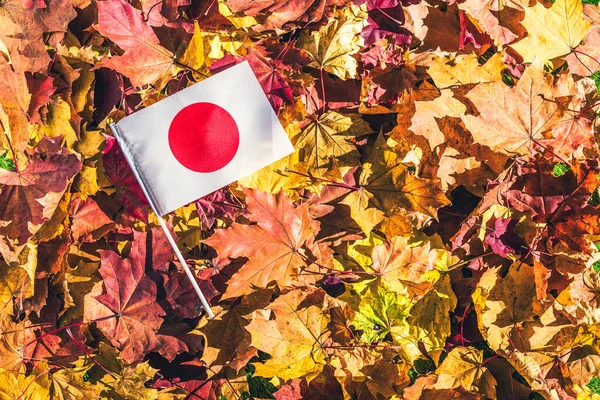 Japanese flag lying on the maple leaves in the autumn forest at the morning at dawn.  Concept. Top view. Indian summer.
