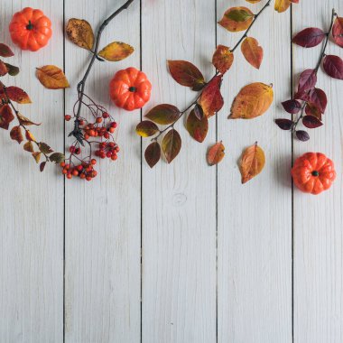 Beyaz tahta üzerinde kabaklar ve Rowan 'ın dalları. Geçmişi. Sonbahar, sonbahar konsepti. Düz yatış, üst görünüm. 