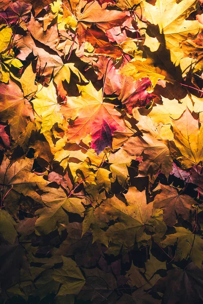 Ahornblätter Herbstlichen Wald Morgen Morgengrauen Mit Sumpf Hintergrund Ansicht Von — Stockfoto
