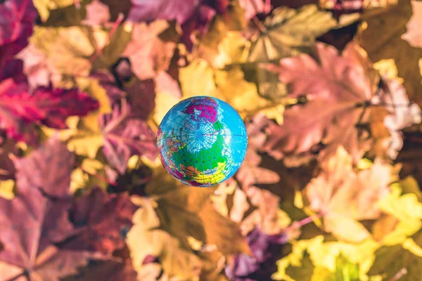 Close up of a small toy globe (Earth) rotation over colorful autumn maple leaves in the forest. Concept. Selective focus.