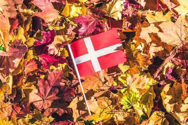 Flaga Danii Leżąca Liściach Klonu Jesiennym Lesie Świcie Koncepcja Widok — Zdjęcie stockowe