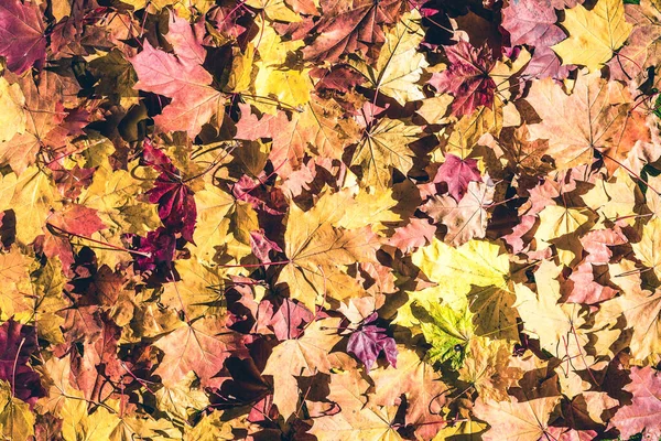 Ahornblätter Herbstwald Morgen Der Morgendämmerung Hintergrund Ansicht Von Oben Indischer — Stockfoto
