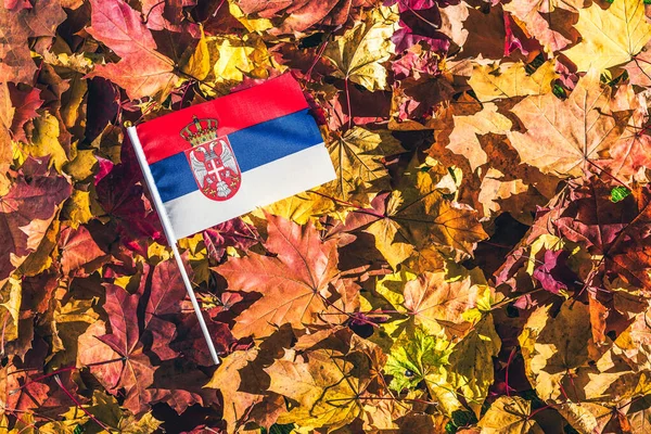 Serbian flag lying on the maple leaves in the autumn forest at the morning at dawn.  Concept. Top view. Indian summer.