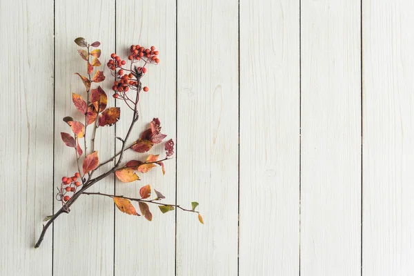 Větev Stromu Bílých Retro Dřevěných Deskách Pozadí Podzim Podzimní Koncept — Stock fotografie