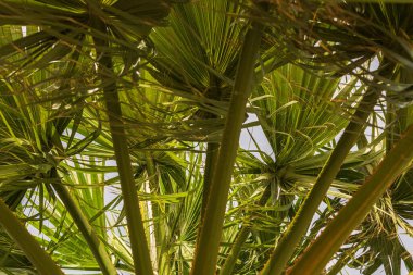 Tropikal sahildeki bir palmiye dalının tepesine yakın. Arka plan, kopyalama alanı, seyahat, yaz konsepti. Düz yatıyordu