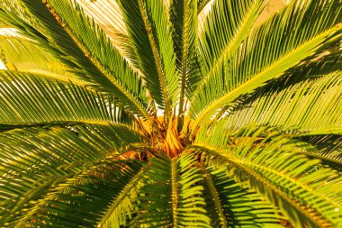 Tropikal sahildeki bir palmiye dalının tepesine yakın. Arka plan, kopyalama alanı, seyahat, yaz konsepti. Düz yatıyordu