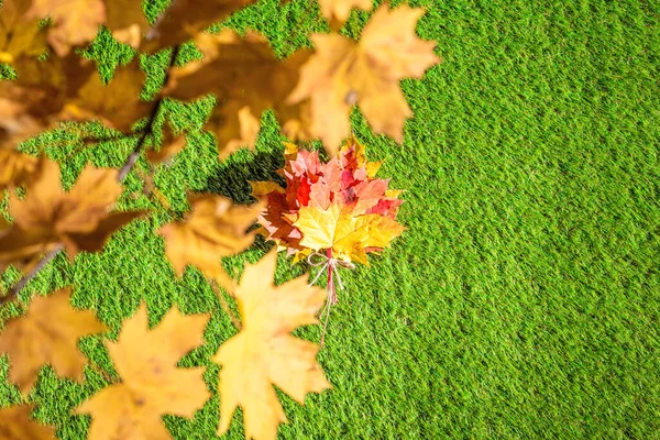 Вид Зверху Букет Різнокольорового Кленового Листа Зеленій Траві Творчий Мінімалізм — стокове фото