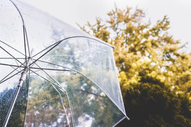 Sonbahar ormanı ıslak şeffaf şemsiyeyle yağmur damlalarıyla. Kavram