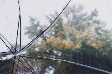 Sonbahar ormanı ıslak şeffaf şemsiyeyle yağmur damlalarıyla. Kavram