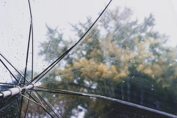 Floresta Outono Através Guarda Chuva Transparente Molhado Com Gotas Chuva — Fotografia de Stock