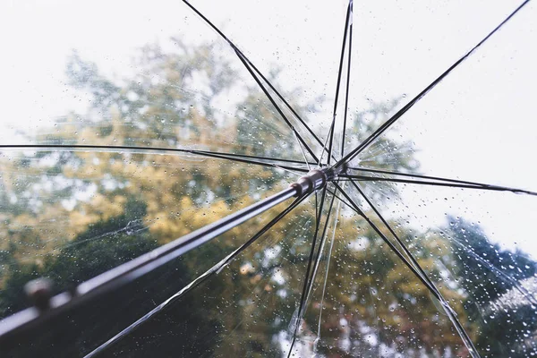 Autumn forest through wet transparent umbrella with rain drops. Concept