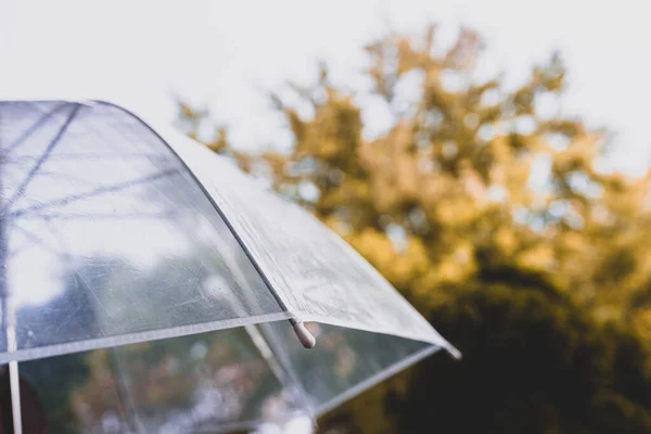 Bosque Otoñal Través Paraguas Húmedo Transparente Con Gotas Lluvia Concepto —  Fotos de Stock