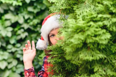 Mutlu Noeller. Mutlu yüzlü, Noel Baba 'lı kırmızı şapkalı kadın ormandaki yeşil köknar dallarına bakıyor.