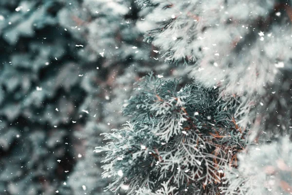 Genévrier Épinettes Dans Forêt Hiver Pendant Période Noël Chute Neige — Photo