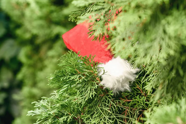 Merry Christmas Concept Santa Claus Red Hat Pompom Green Juniper — Stock Photo, Image