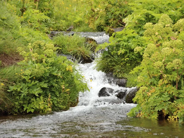 Petite Rivière Tranquille Aux Plantes Vertes Fraîches — Photo