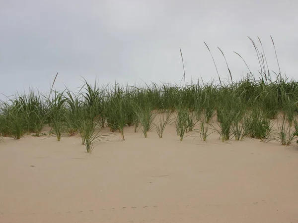 Parte superior de la duna de arena con pasto de playa salvaje —  Fotos de Stock