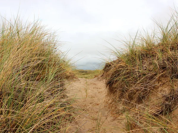 Caminho através da duna de areia com centeio selvagem — Fotografia de Stock