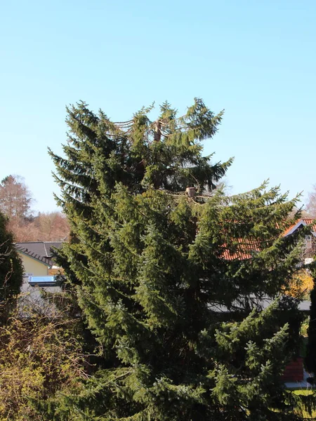 Large Green Pine Tree Has Been Pollarded Rooftops Houses Can — Stock Photo, Image