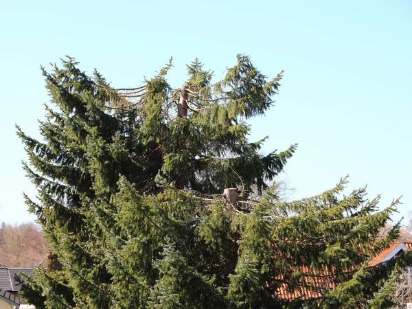 Large Green Pine Tree Has Been Pollarded Rooftops Houses Can — Stock Photo, Image