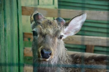 Tarım, hayvan, kuş, arka plan, güzel, kahverengi, yakın plan, portre., geyik, yerli, çiftlik, geyik, geyik, fawn, kürk, baş, esaret altında, hapishanede, memeli, ağızlık, doğal, doğa, açık hava, park, portre, beyaz, vahşi hayvan, vahşi yaşam, yo