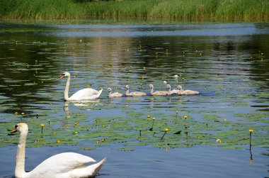 Piliçlerle birlikte nehir boyunca yüzen sibiant bir kuğu ailesi. Küçük ördekler yetişkin bir kuğunun peşinden yüzerler. Tüylü. Göçmen kuş. Yakın çekim görünümü.