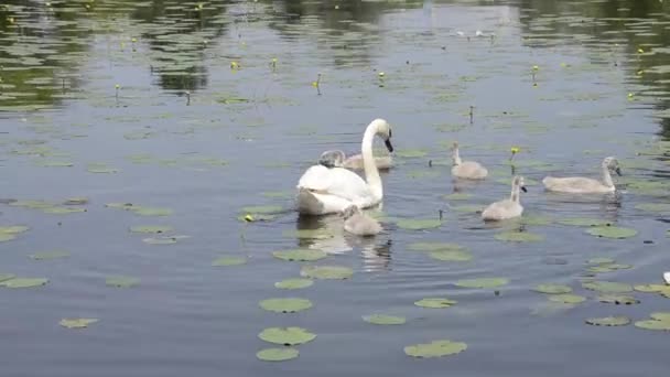거위들 연못에서 헤엄치고 오리를 데리고 연못에서 평화롭게 헤엄치는 주하는 새들의 — 비디오