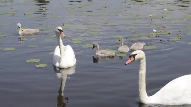 Dois Cisnes Sibilantes Brancos Com Pequenos Gansos Nadam Lagoa Ganso — Vídeo de Stock