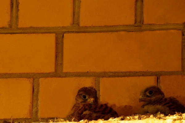 Dois Curiosos Cautelosos Kestrel Chicks Filhotes Indefesos Prole Pássaro Selvagem — Fotografia de Stock