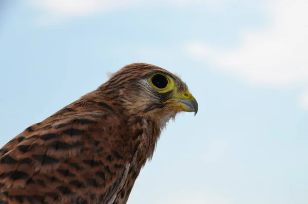 The hawk chick looks away. A small Falcon against the blue sky. Portrait. The view from the side. Predator. Kestrel. Up close, up close.