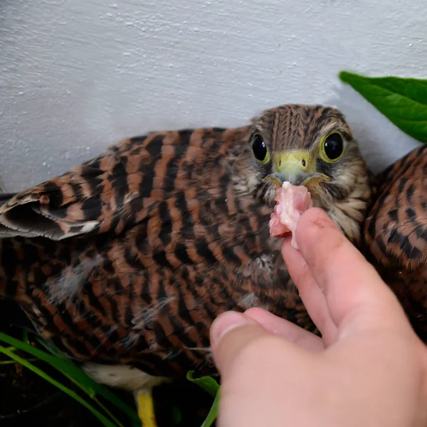 Homem Alimenta Jovem Falcão Com Carne Kestrel Mão Homem Estende — Fotografia de Stock