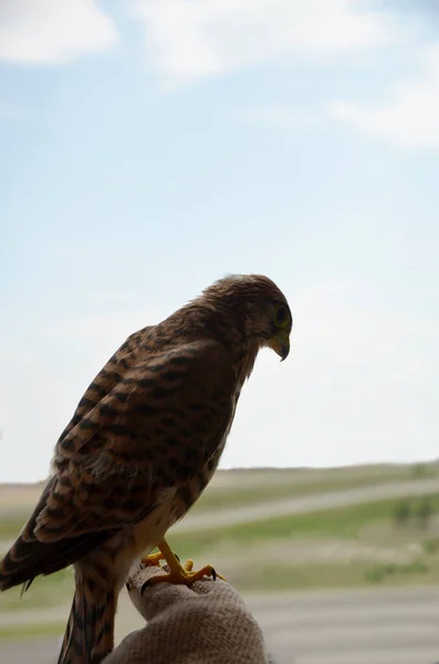 A Falcon against a blue sky. Side view. The Kestrel looks away. Bird of prey. Little Falcon. Chick.