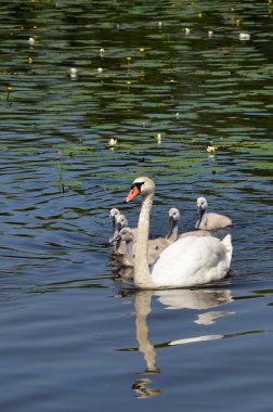 Küçük kuğuları olan büyük bir kuğu gölette yüzer. Göletteki vahşi kuşlar. Beyaz kuğuların soyundan. Göçmen, tüylü. Yakın..