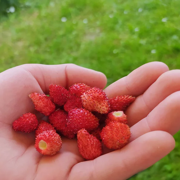 Reife Erdbeeren Liegen Auf Der Hand Eine Handvoll Rote Beeren — Stockfoto