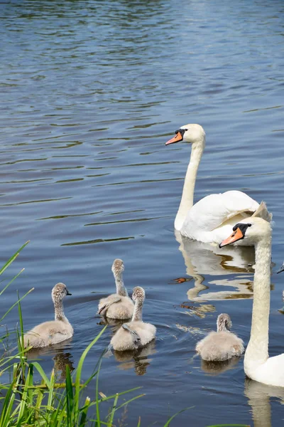 Wild swans swim in a pond with ducklings. A brood of white swans near the shore. Offspring. Waterfowl, wild birds. Migratory, feathered birds. Near.