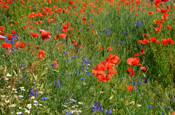 Background Variety Blooming Wildflowers Poppies Blue Cornflowers Daisies Colored Colored — Stock Photo, Image