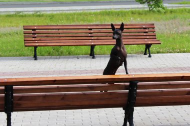Xoloitzcuintle, Meksikalı Kılsız Köpek. Kel bir köpek, bankta dikilip başka tarafa bakıyor. Safkan, parktaki evcil hayvan. Konsept: büyük bir köpek sahibini bekliyor.