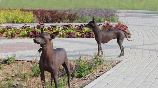 Xoloitzcuintle, Meksikalı Kılsız Köpek. Evcil hayvanlar parkta patikada duruyorlar. Doğada koyu renkli köpekler. Hayvanların yürüyüşü.