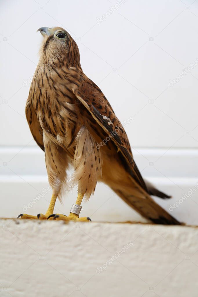 A Falcon with a ring on its paw. Ringed wild bird, Kestrel. Concept: banding and caring for wild birds. Ornithology.