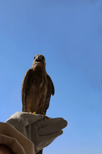 Pássaro Selvagem Senta Braço Homem Contra Céu Azul Tame Falcon — Fotografia de Stock