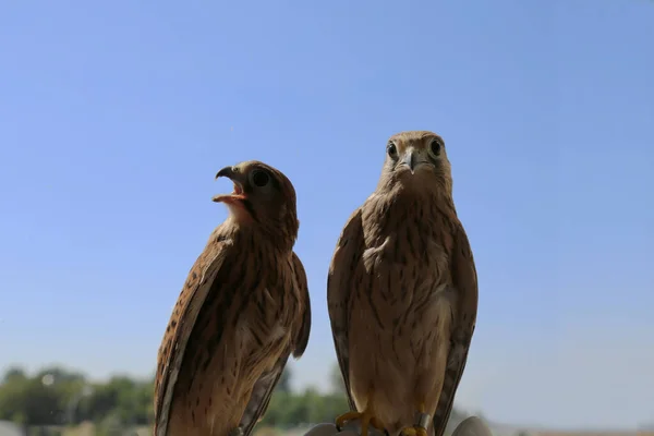 Zwei Falken Vor Blauem Himmel Der Nähe Turmfalken Aus Nächster — Stockfoto