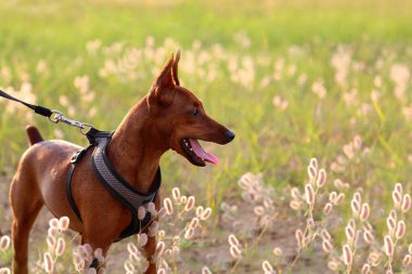Sahada küçük, kahverengi bir köpek. Ağzı açık bir köpek yana bakıyor. Minyatür Pinscher. Yazın çimenlikte bir hayvan. Yan görünüm.