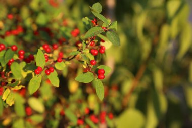 Yeşil yapraklı bir dalda kırmızı meyveler. Bir sürü küçük çilek. Yakın..