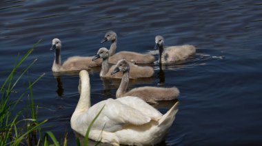 Kıyıya yakın küçük kuğuları olan Beyaz Kuğu. Su deposundaki yaban kazlarının yavruları. Kaz kafalı gri ördekler. Vahşi kuşlar doğada.