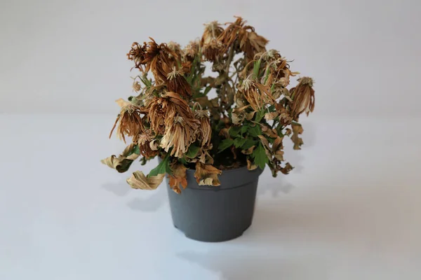 A wilted flower in a pot on a gray background. The indoor flower withered in the pot. Near.