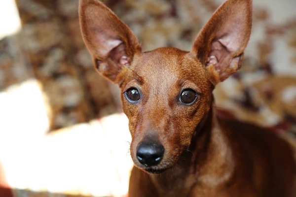 Museau Chien Gros Plan Nez Noir Yeux Noirs Animal Compagnie — Photo